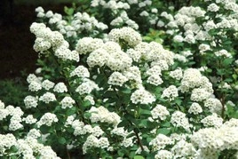 Tawuła brzozolistna Tor Spiraea betulifolia C2