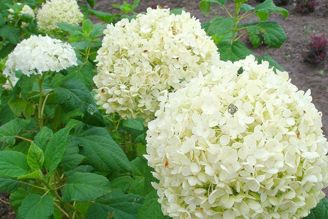 Hortensja drzewiasta Annabelle Hydrangea arborescens C5