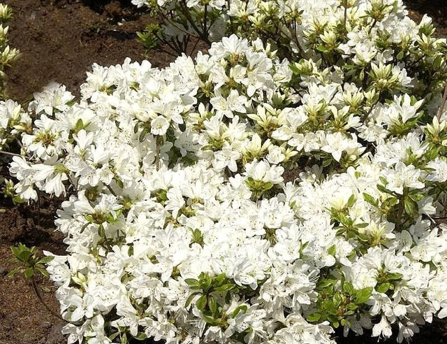 Azalia japońska Kermesina Alba Rhododendron obtusum C2