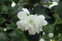 Jaśminowiec Dame Blanche Philadelphus C2