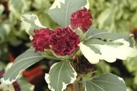 Ketmia syryjska Purpureus Variegatus Hibiscus syriacus C2