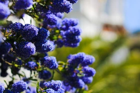 Prusznik Skylark Ceanothus P9