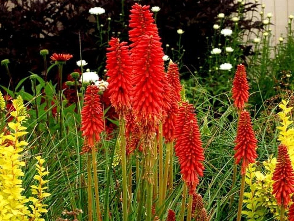 Trytoma Red Hot Popsicle Kniphofia P9
