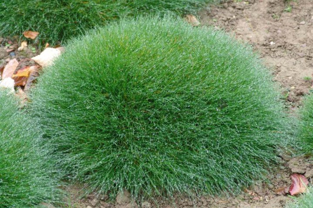 Kostrzewa miotlasta Niedźwiedzie futro Festuca scoparia P9