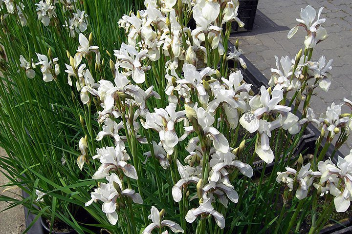 Kosaciec syberyjski Weiss Iris sibirica P9