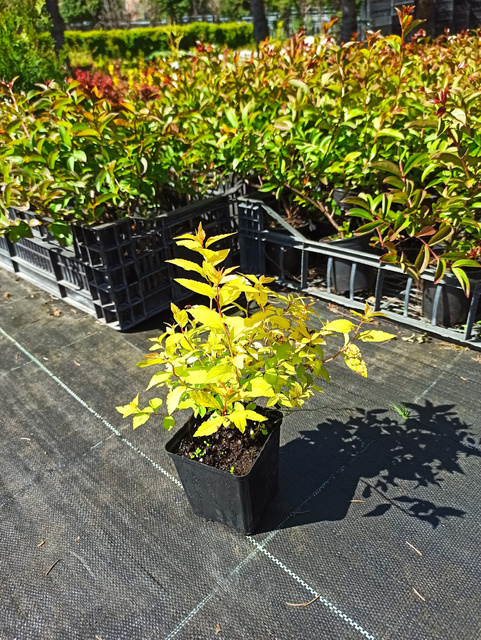 Tawuła japońska Golden Princess Spiraea japonica P9