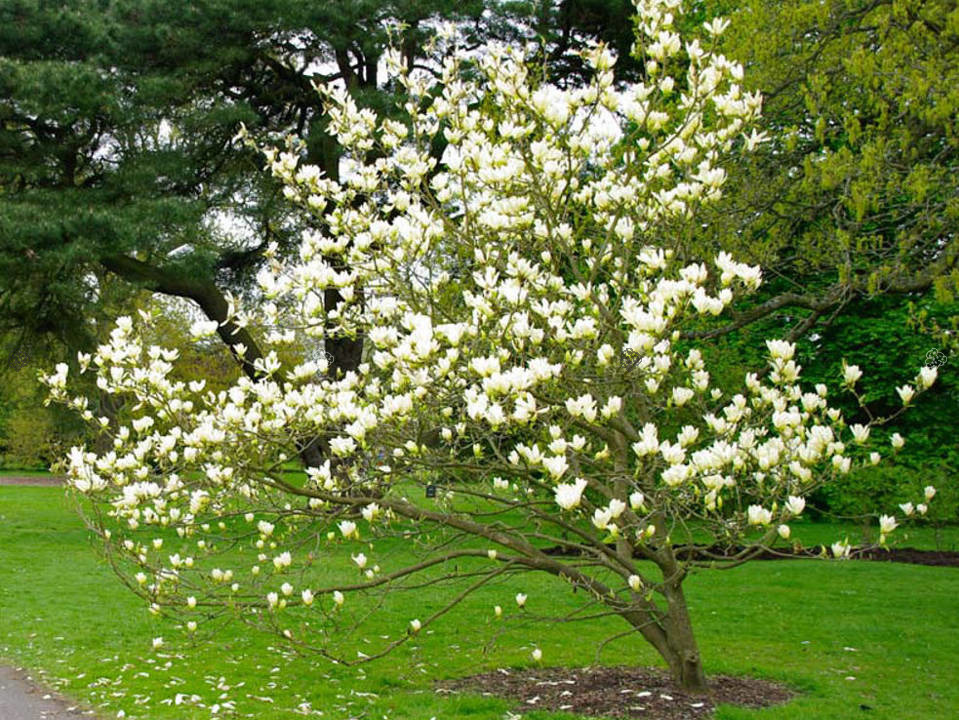 Magnolia Elizabeth PBR Magnolia C5