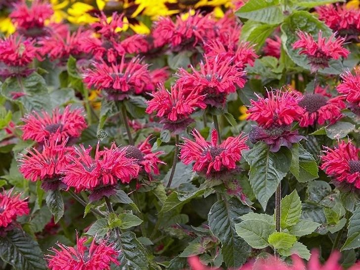 Pysznogłówka Bee Merry Monarda C2