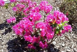 Azalia japońska Rubinstern Rhododendron obtusum C2