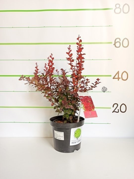 Berberys Thunberga Orange Rocket PBR Berberis thunbergii C2