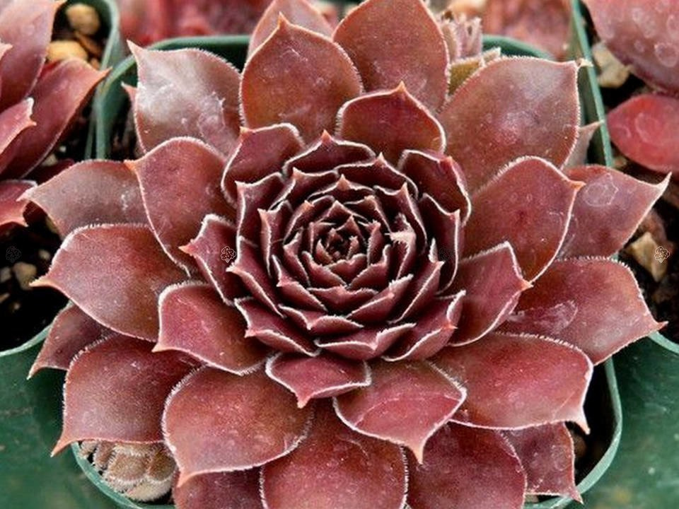 Rojnik Shadow Sempervivum P9