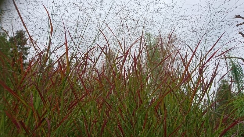 Proso rózgowate Rotstrahlbusch Panicum virgatum C2