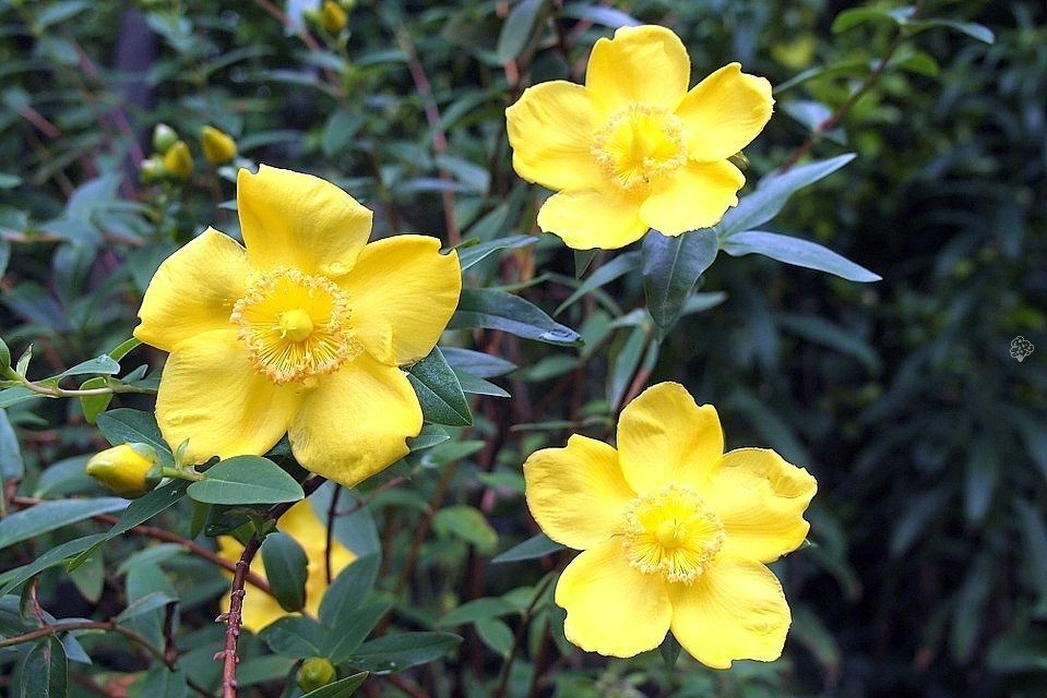 Dziurawiec Hookera Hidcote Hypericum hookerianum C2