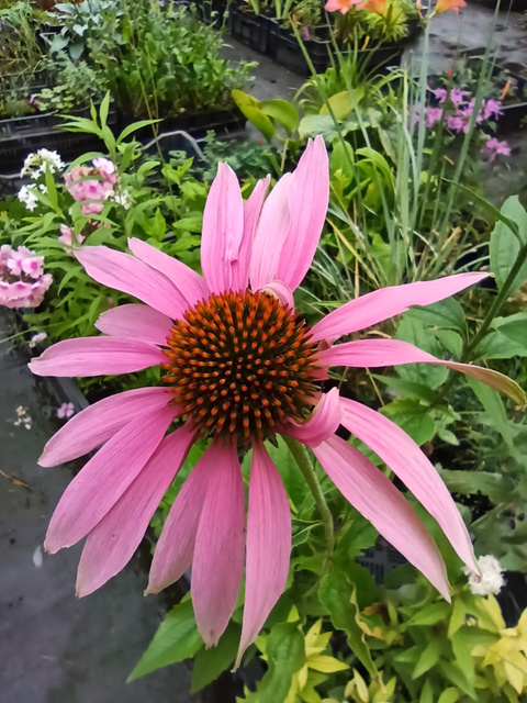 Jeżówka Magenta Pearl Echinacea C3