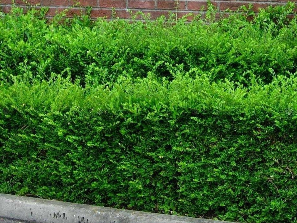 Suchodrzew Chiński Lonicera pileata P9