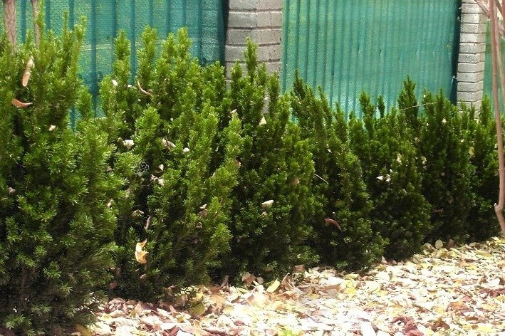 Cis pośredni Hillii Taxus media C5