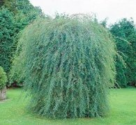 Wierzba purpurowa Pendula Salix purpurea C2