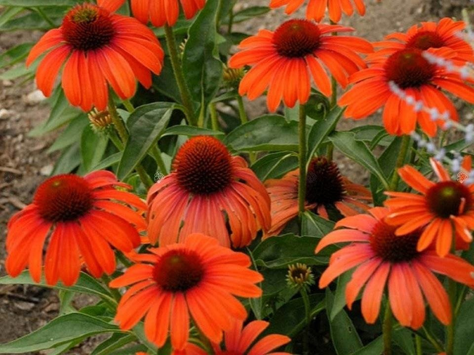 Jeżówka Julia Echinacea C3