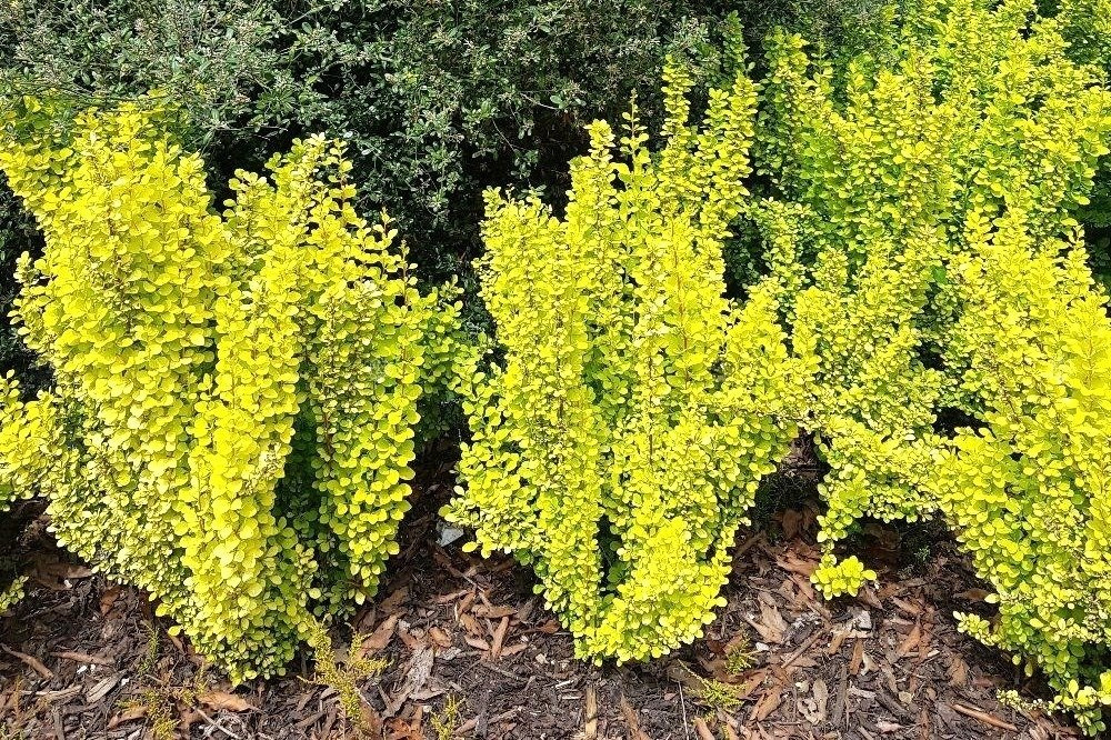 Berberys Thunberga Maria PBR Berberis thunbergii C5