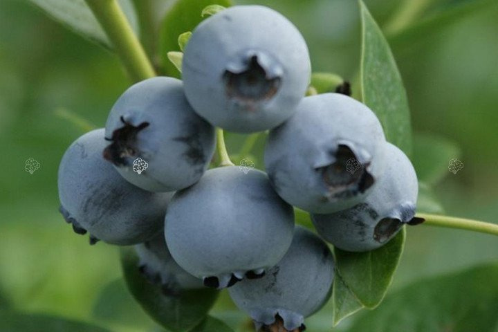 Borówka amerykańska Bluecrop Vaccinium corymbosum C2