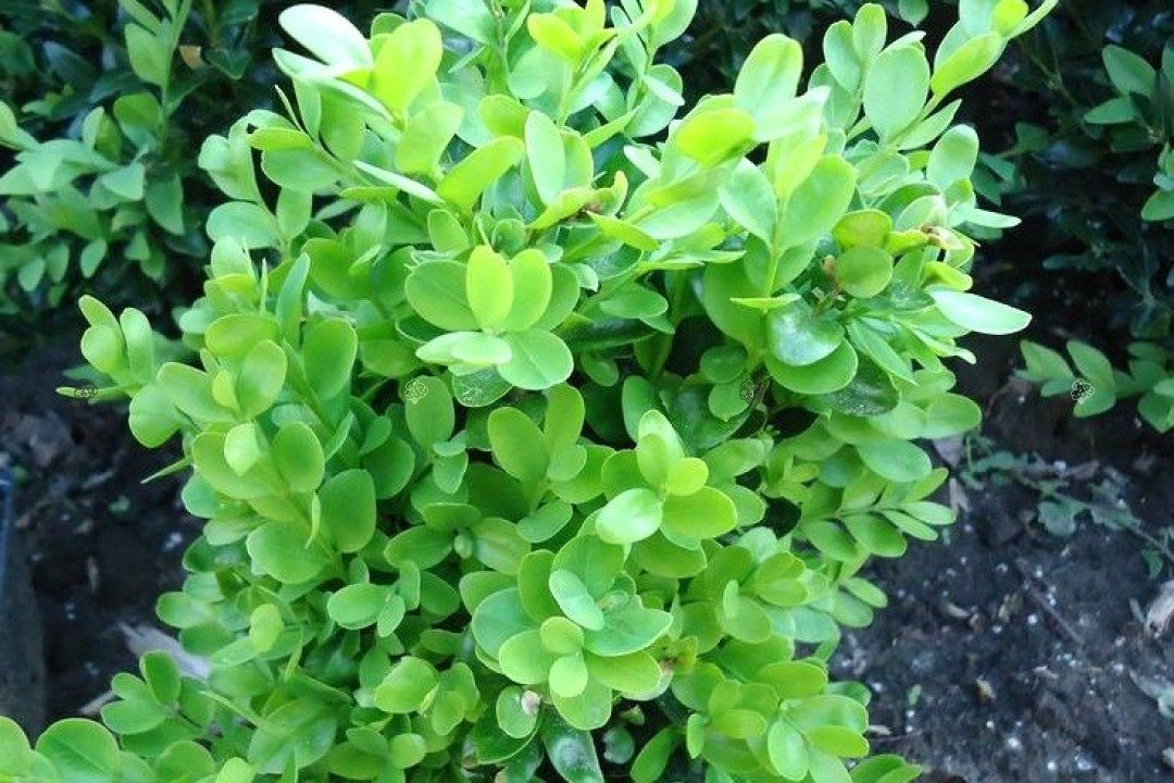 Bukszpan wieczniezielony Suffruitcosa Buxus sempervirens P9