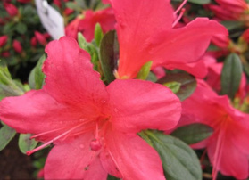 Azalia japońska Arabesk Rhododendron obtusum C2