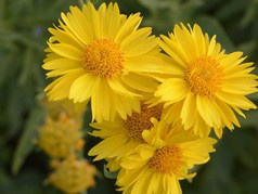 Gailardia Mesa Yellow Gaillardia C2