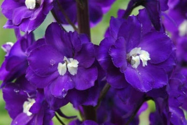 Ostróżka Elmfreude Delphinium C2