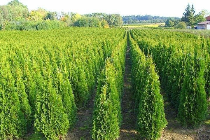 Tuja Szmaragd Thuja Smaragd occidentalis 80-90 C2