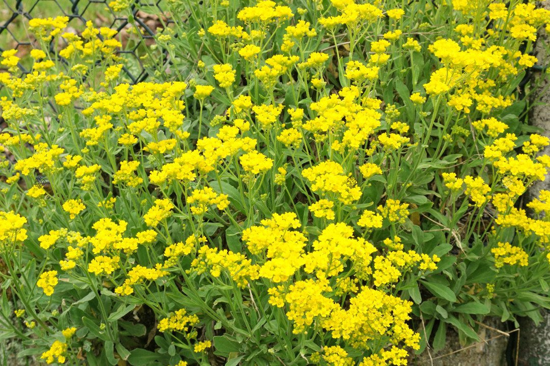Smagliczka skalna Aurinia saxatilis P9