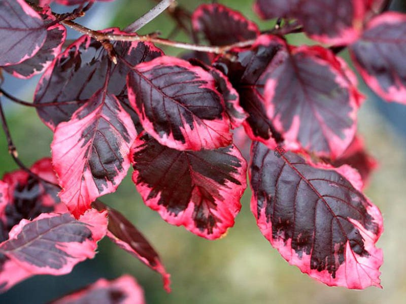 Buk pospolity Purpurea Tricolor Fagus sylvatica C2