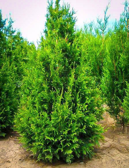 Tuja Can-Can Thuja plicata P9