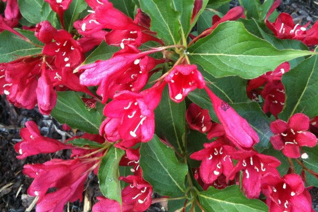 Krzewuszka cudowna Red Prince Weigela florida C2