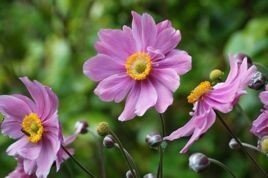 Zawilec mieszańcowy Rotkappchen Anemone hybrida C3
