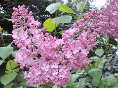 Lilak hiacyntowy Maiden's Blush Syringa hyacinthiflora C2