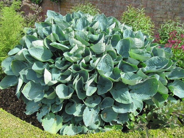 Funkia Big Daddy Hosta P13