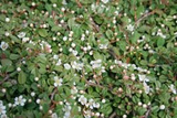 Irga płożąca Queen of Carpets Cotoneaster procumbens