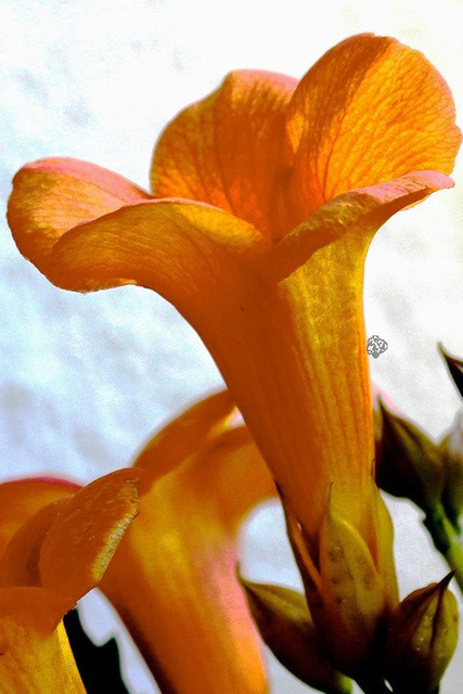 Milin amerykański Campsis radicans