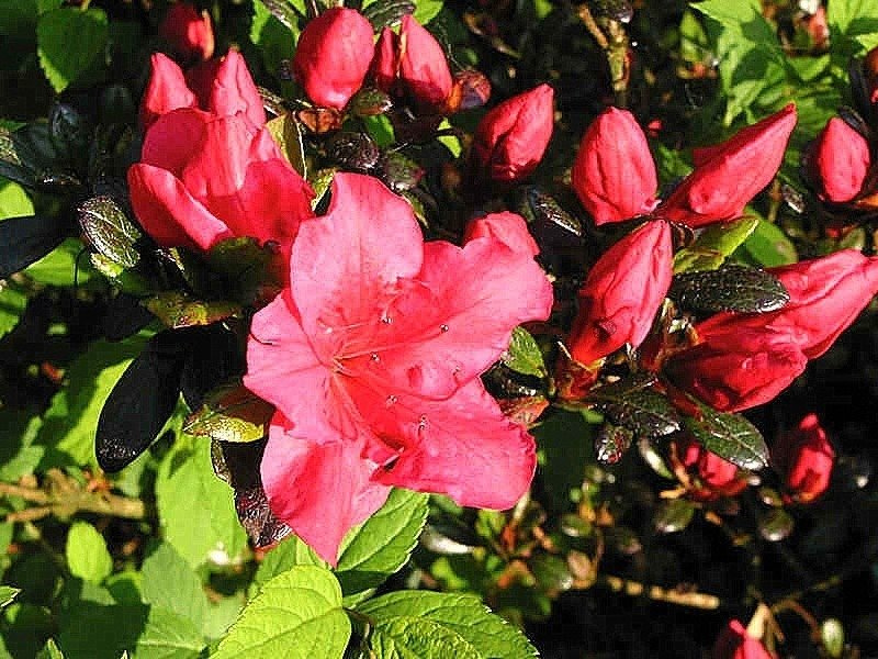 Azalia japońska Johanna Rhododendron obtusum C2
