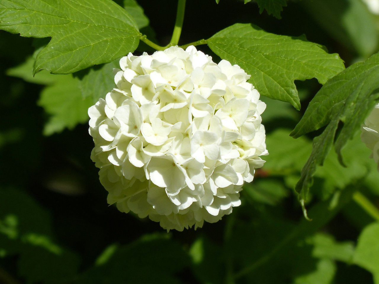 Hortensja drzewiasta Annabelle Hydrangea arborescens C5