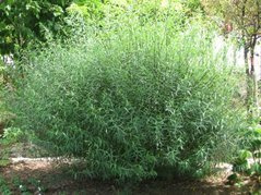 Wierzba purpurowa Nana Salix purpurea P9