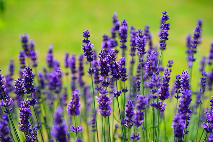 Lawenda wąskolistna Hidcote Blue Strain Lavandula angustifolia P9