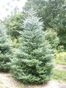 Jodła koreańska Silberlocke Abies koreana C5