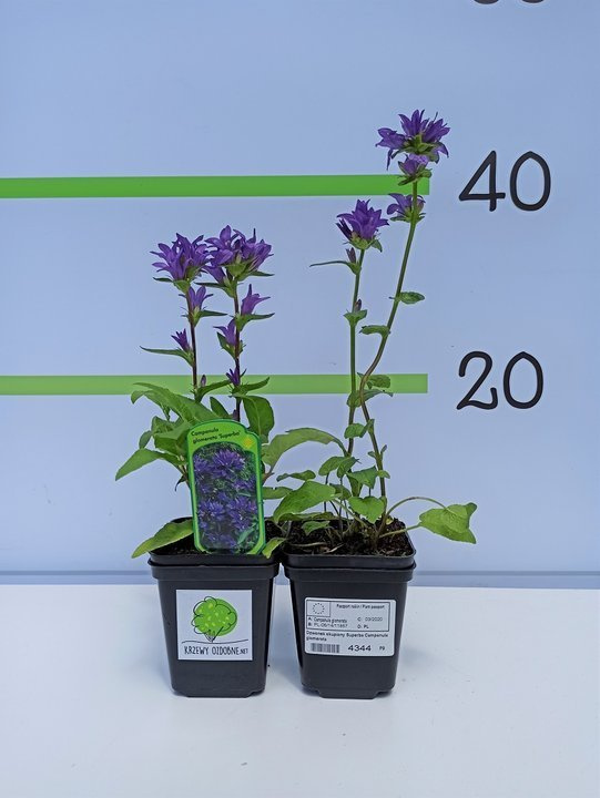 Dzwonek skupiony Superba Campanula glomerata P9