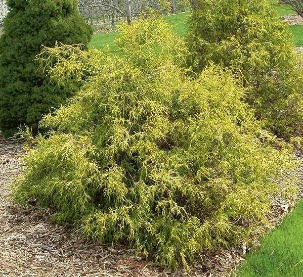 Cyprysik groszkowy Filifera Aurea Chamaecyparis pisifera C3