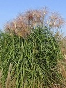 Miskant olbrzymi Meidl Miscanthus giganteus C5