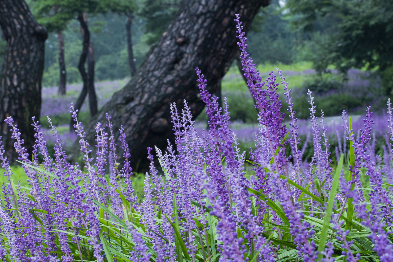 Liriope szafirkowata Big Blue Liriope muscari C2
