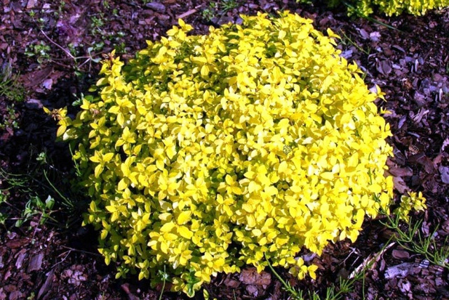 Berberys Thunberga Golden Carpet PBR Berberis thunbergii C2