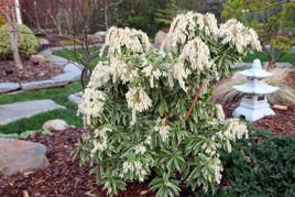 Pieris japoński Variegata Pieris japonica P9