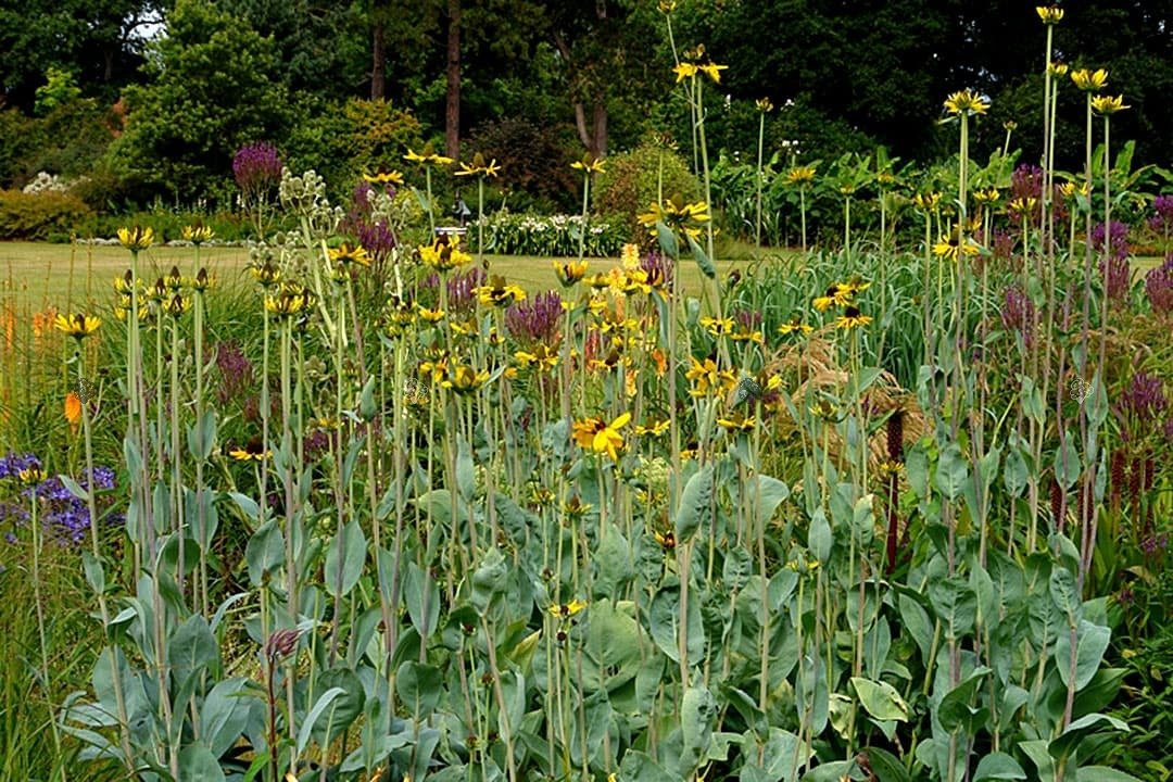 Rudbekia wielka Rudbeckia maxima P9